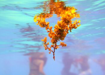 How to use sea moss for weight loss