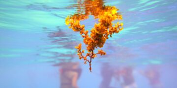 How to use sea moss for weight loss