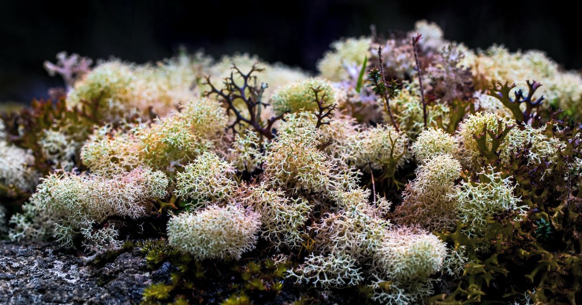 How to use sea moss for weight loss